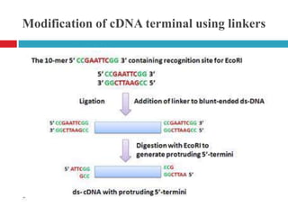 Modification of cDNA terminal using linkers
 