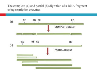 The complete (a) and partial (b) digestion of a DNA fragment
using restriction enzymes:
 