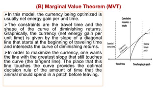 In this model, the currency being optimized is
usually net energy gain per unit time.
The constraints are the travel time and the
shape of the curve of diminishing returns.
Graphically, the currency (net energy gain per
unit time) is given by the slope of a diagonal
line that starts at the beginning of traveling time
and intersects the curve of diminishing returns.
In order to maximize the currency, one wants
the line with the greatest slope that still touches
the curve (the tangent line). The place that this
line touches the curve provides the optimal
decision rule of the amount of time that the
animal should spend in a patch before leaving.
(B) Marginal Value Theorem (MVT)
 