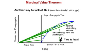 Time
Travel Time Search Time in Patch
Slope = Energy gain/Time
Point of
diminishing
returns
Time to leave!
Another way to look at this (when there is only 1 patch type)
Marginal Value Theorem
Which strategy yields the
greatest E/T?
 