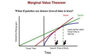 Time
Travel Time Search Time in Patch
What if patches are denser (travel time is less)?
Leave earlier when
travel time is
shorter.
Sparse
Dense
Marginal Value Theorem
 