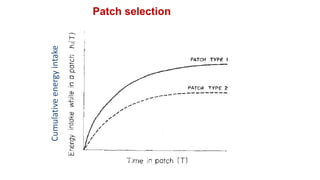 Cumulative
energy
intake
Patch selection
 