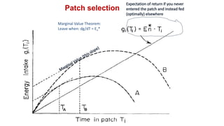 Marginal Value Theorem:
Leave when: dg/dT = En*
Patch selection
 