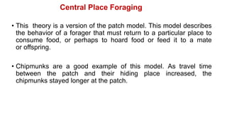 • This theory is a version of the patch model. This model describes
the behavior of a forager that must return to a particular place to
consume food, or perhaps to hoard food or feed it to a mate
or offspring.
• Chipmunks are a good example of this model. As travel time
between the patch and their hiding place increased, the
chipmunks stayed longer at the patch.
Central Place Foraging
 