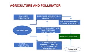 AGRICULTURE AND POLLINATOR
POLLINATOR
MANAGED
POLLINATOR
NATURAL
POLLINATOR
INCREASED AGRIULTURAL
PRODUCTIVITY
SOIL CONSERVATION AND
SOIL FERTILITY
IMPROVEMENT
ENVIRONMENT
CONSERVATION AND
MAINTAINANCE OF
BIODIVERSITY
INCREASED INCOME
AND FOOD SECURITY
IMPROVED LIVILIHOOD
Pratap, 2011
 