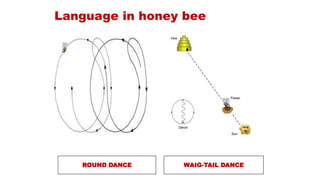 Language in honey bee
ROUND DANCE WAIG-TAIL DANCE
 