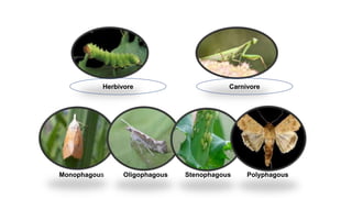 Monophagous Oligophagous Stenophagous Polyphagous
Herbivore Carnivore
 