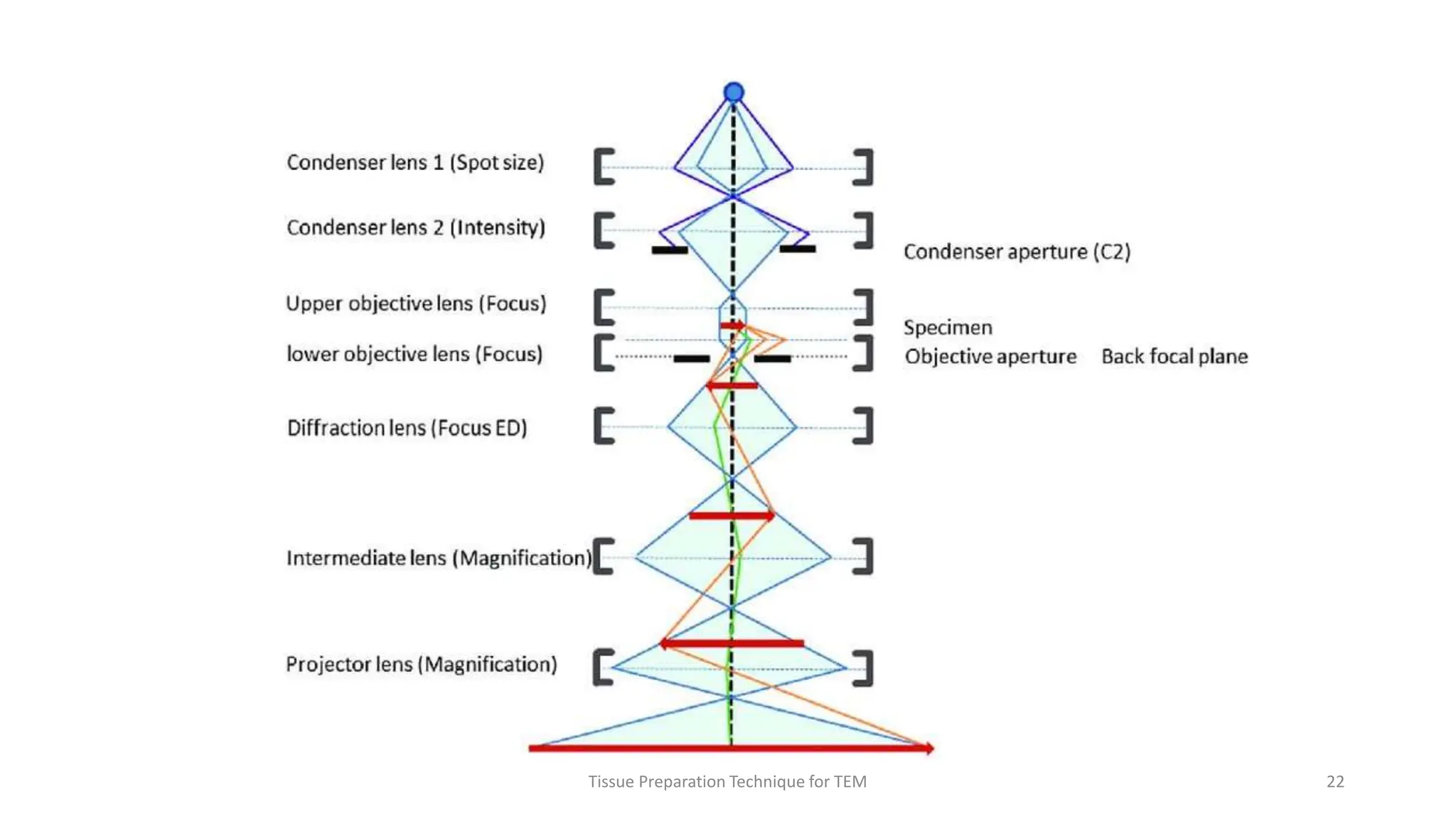 Tissue Preparation Technique for TEM 22
 