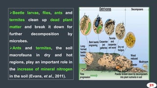 Importance of study of immature stages of insects in agriculture | PPTX