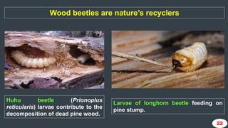 Importance of study of immature stages of insects in agriculture | PPTX