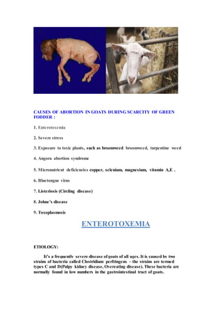 Causes of outbreak of an abortion in goats during the scarcity of green ...
