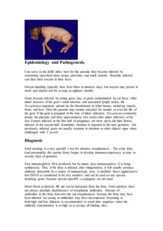 Causes of outbreak of an abortion in goats during the scarcity of green ...
