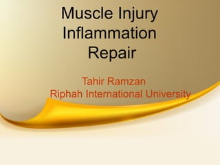 Muscle Injury
Inflammation
Repair
Tahir Ramzan
Riphah International University

 