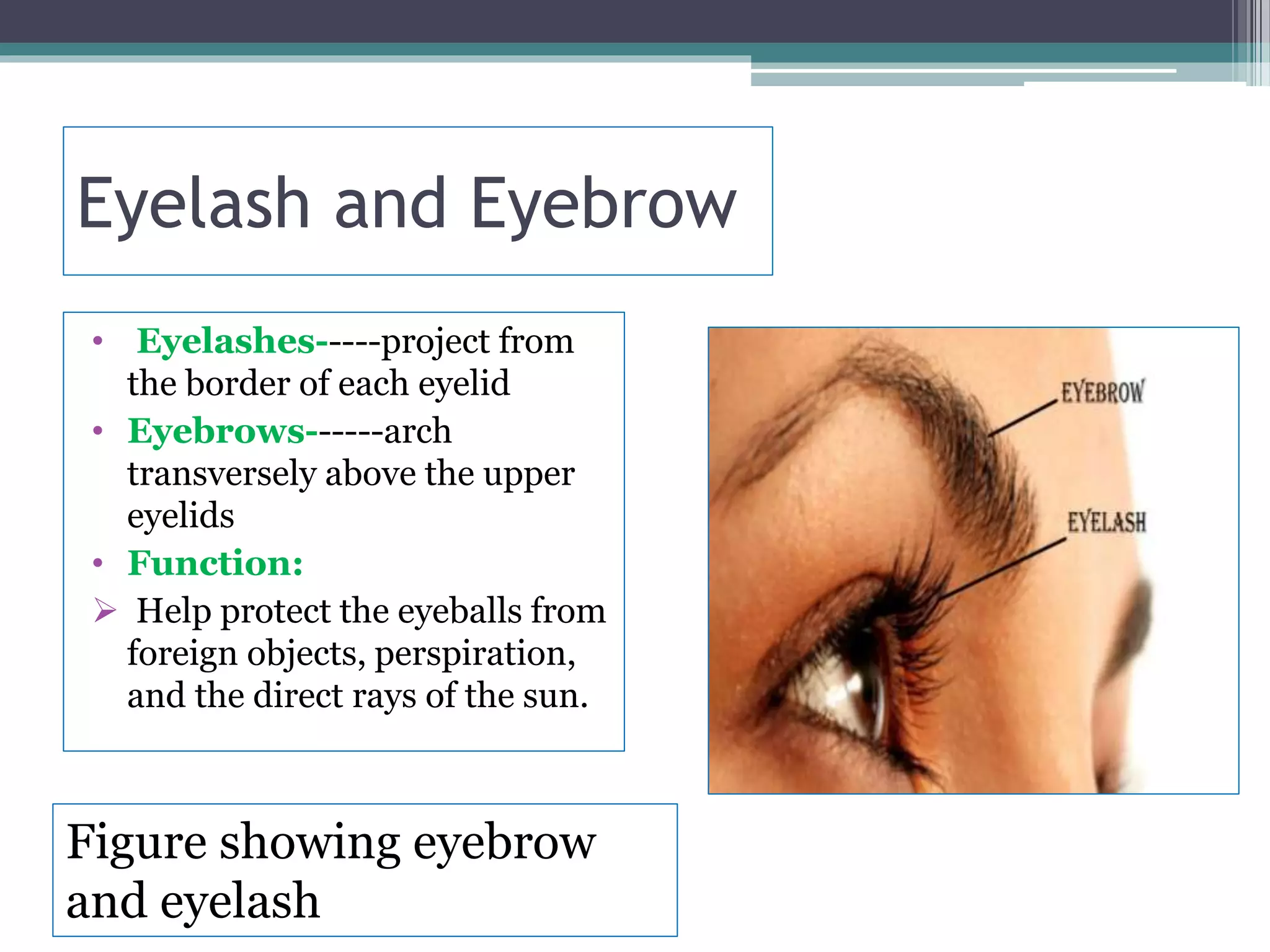 Eye--- Structu Composition of eye and biochemical events of visual ...