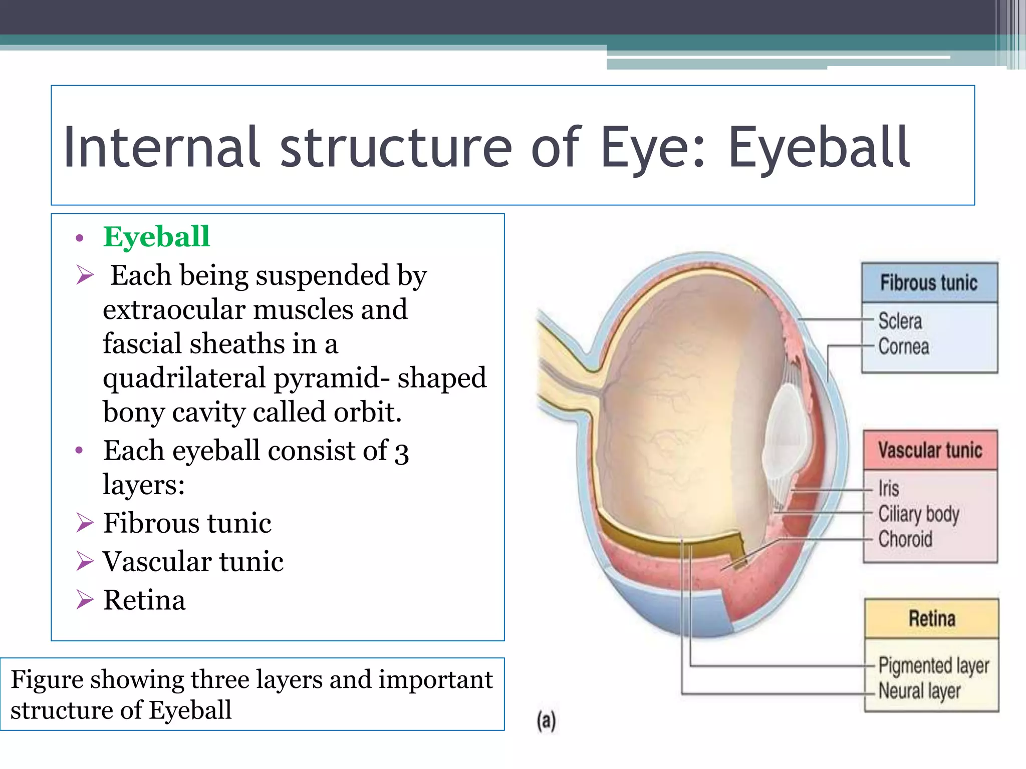 Eye--- Structu Composition of eye and biochemical events of visual ...