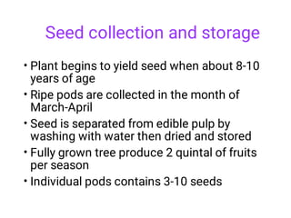 Seed collection and storage
•
•
•
•
•
Plant begins to yield seed when about 8-10
years of age
Ripe pods are collected in the month of
March-April
Seed is separated from edible pulp by
washing with water then dried and stored
Fully grown tree produce 2 quintal of fruits
per season
Individual pods contains 3-10 seeds
 