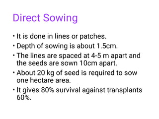 Direct Sowing
•
•
•
•
•
It is done in lines or patches.
Depth of sowing is about 1.5cm.
The lines are spaced at 4-5 m apart and
the seeds are sown 10cm apart.
About 20 kg of seed is required to sow
one hectare area.
It gives 80% survival against transplants
60%.
 