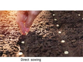 Direct sowing
 