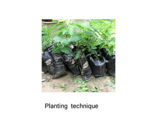 Planting technique
 