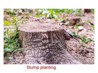 Stump planting
 