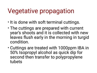 Vegetative propagation
•
•
•
It is done with soft terminal cuttings.
The cuttings are prepared with current
year’s shoots and it is collected with new
leaves ﬂush early in the morning in turgid
condition.
Cuttings are treated with 1000ppm IBA in
50% Isopropyl alcohol as quick dip for
second then transfer to polypropylene
tubets
 