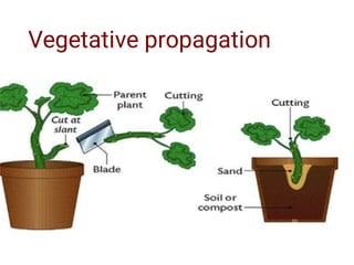 Vegetative propagation
 