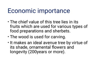 Economic importance
•
•
•
The chief value of this tree lies in its
fruits which are used for various types of
food preparations and sherbets.
The wood is used for carving.
It makes an ideal avenue tree by virtue of
its shade, ornamental ﬂowers and
longevity (200years or more).
 
