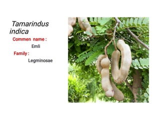 Tamarindus
indica
Commen name :
Emli
Family :
Legminosae
 