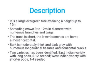 •
•
•
•
•
It is a large evergreen tree attaining a height up to
15m
Spreading crown 9 to 12m in diameter with
numerous branches and twigs.
The trunk is short, the lower branches are borne
almost horizontal.
Bark is moderately thick and dark grey with
numerous longitudinal ﬁssures and horizontal cracks.
Two varieties has been identiﬁed: East Indian variety
with long pods, 6-12 seeded; West Indian variety with
shorter pods, 1-4 seeded
Description
 