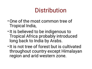 Distribution
•
•
•
One of the most common tree of
Tropical India,
It is believed to be indigenous to
Tropical Africa probably introduced
long back to India by Arabs.
It is not tree of forest but is cultivated
throughout country except Himalayan
region and arid western zone.
 