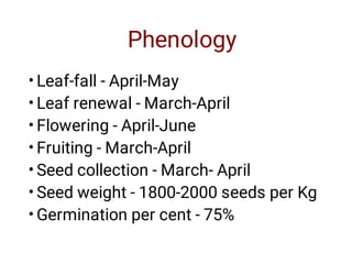 Phenology
•
•
•
•
•
•
•
Leaf-fall - April-May
Leaf renewal - March-April
Flowering - April-June
Fruiting - March-April
Seed collection - March- April
Seed weight - 1800-2000 seeds per Kg
Germination per cent - 75%
 