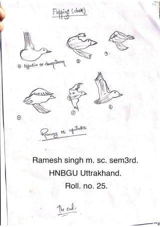 Origin and mechanism of flight in birds | PDF