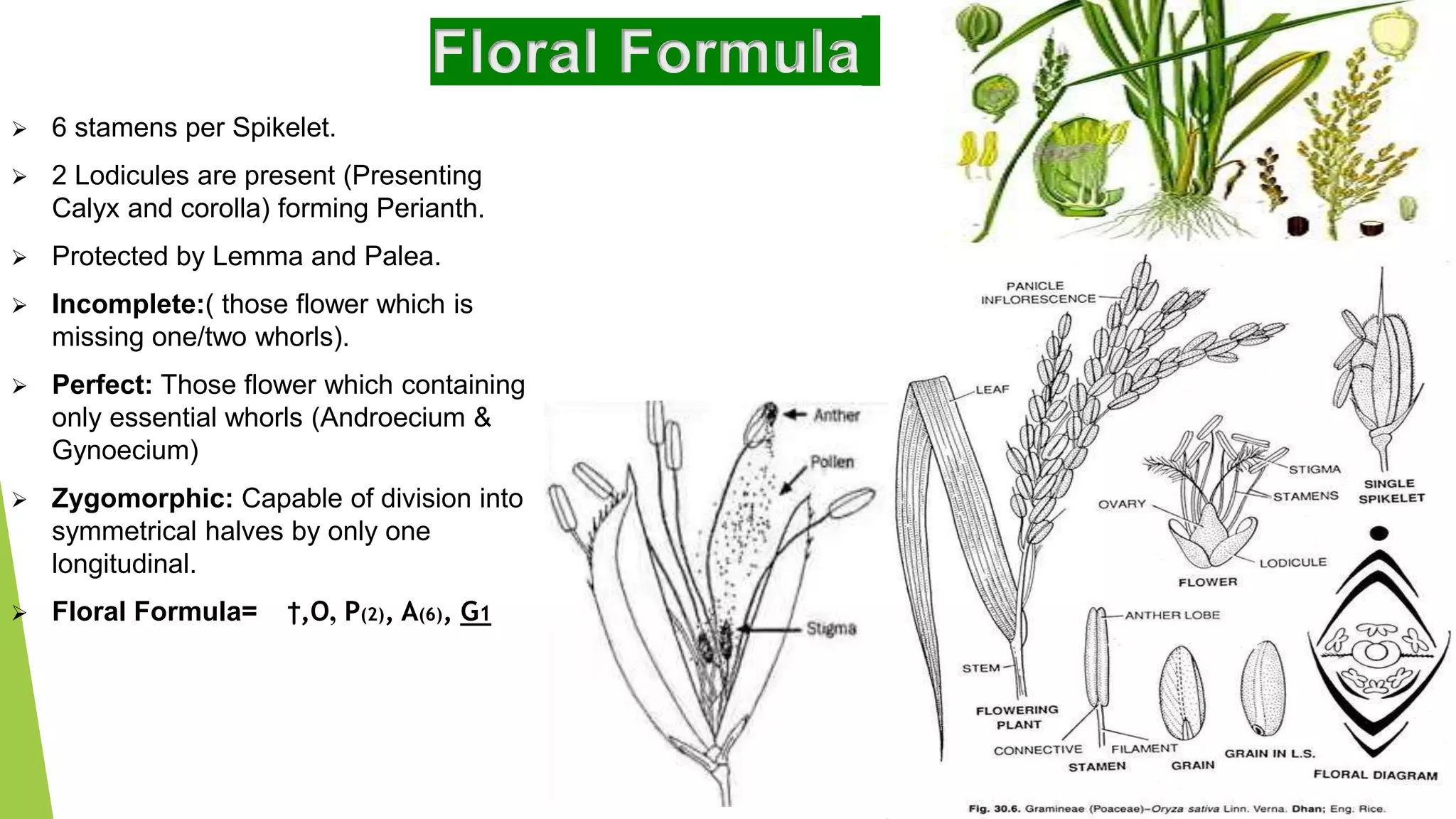 Rice Introduction, origin, floral description, floral formula and ...