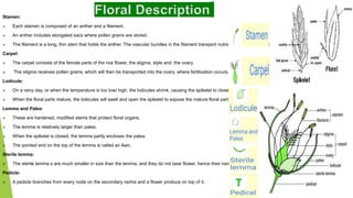 Lodicules In Rice Rice Introduction, origin, floral description, floral formula and ...
