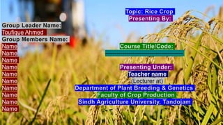 Topic: Rice Crop
Presenting By:
Group Leader Name:
Toufique Ahmed
Group Members Name:
Name Course Title/Code:
Name ----------------------------------------
Name
Name Presenting Under:
Name Teacher name
Name (Lecturer at)
Name Department of Plant Breeding & Genetics
Name Faculty of Crop Production
Name Sindh Agriculture University, Tandojam
Name
 