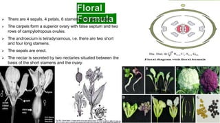 cole vegetables ( introduction of cabbage, origin, floral formula ...