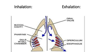 physiology Mechanism of gaseous exchange in aquatic respiratory ...
