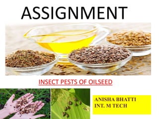 ASSIGNMENT
INSECT PESTS OF OILSEED
ANISHA BHATTI
INT. M TECH
 