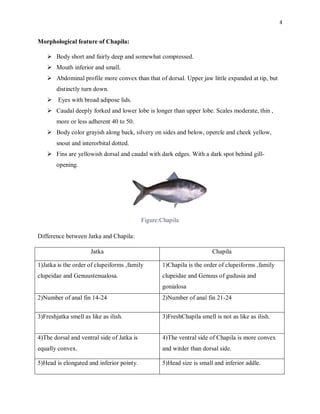 Assignment on difference and feature of jatka and chapila | PDF