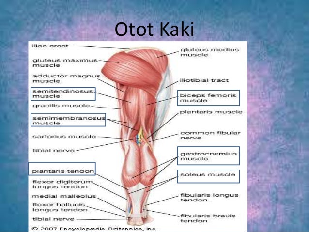 Sistem Otot