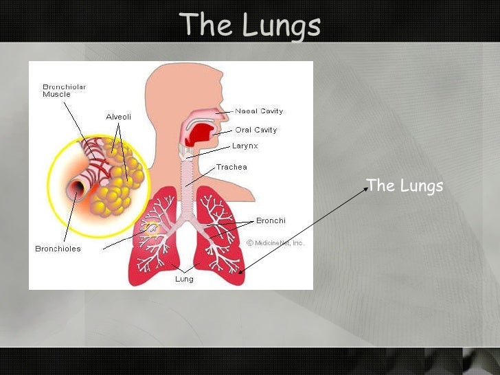 The respiratory system