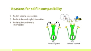 Pollen Incompatibility Assignment Self incompatibility and molecular basis of Self ...