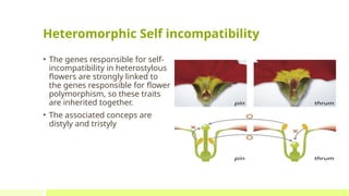 Assignment Self incompatibility and molecular basis of Self ...