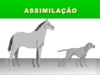 ASSIMILAÇÃO

 