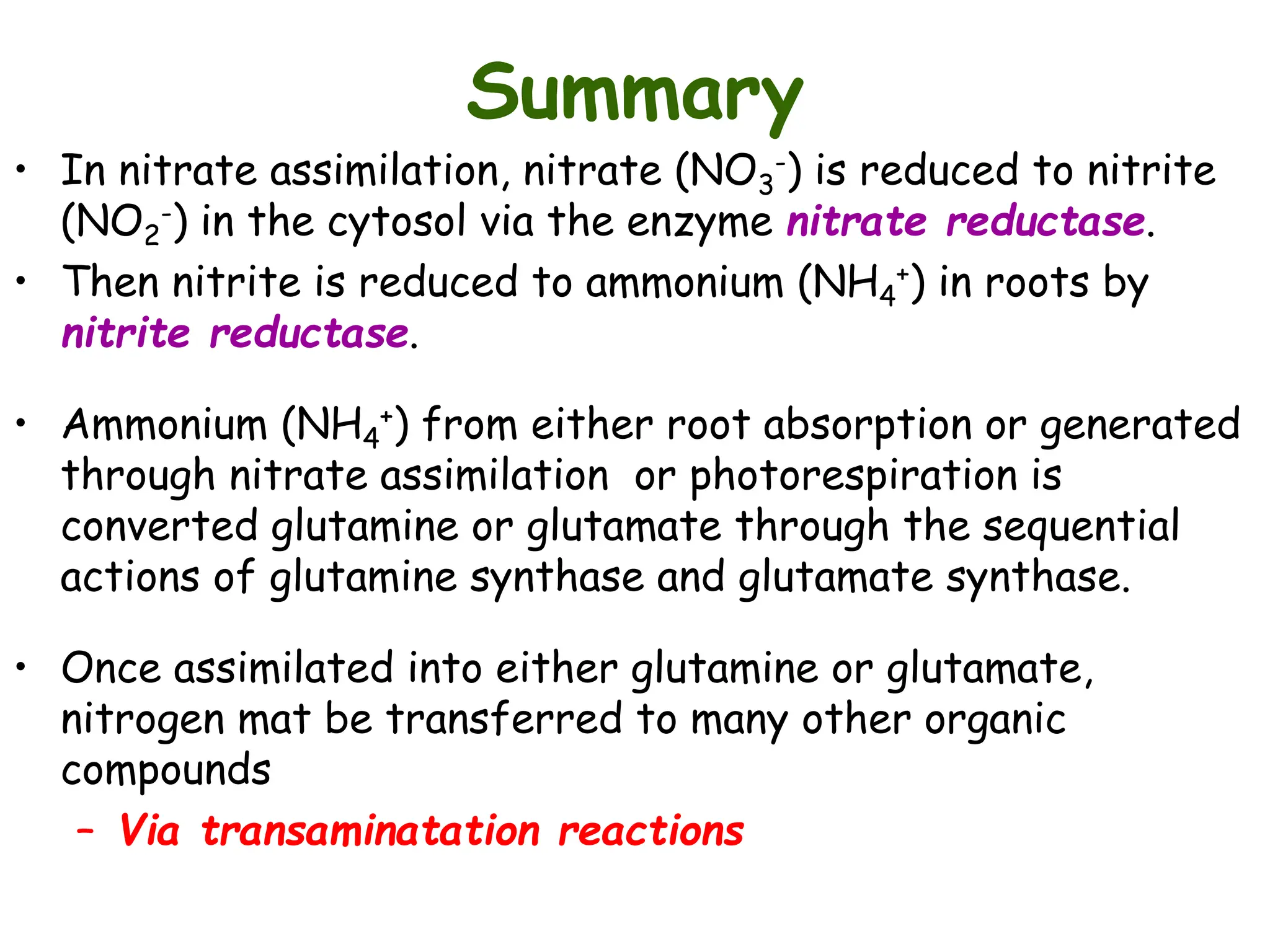 Assimilation n Nitrogen fixation.ppt