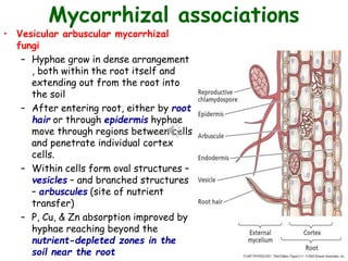 Assimilation n Nitrogen fixation.ppt