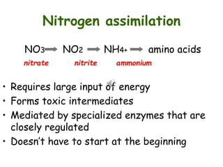 Assimilation n Nitrogen fixation.ppt
