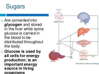 Sugars
 Are converted into
glycogen and stored
in the liver while some
glucose is carried in
the blood to be
distributed throughout
the body.
 Glucose is used by
all cells for energy
production; is an
important energy
source in living
 