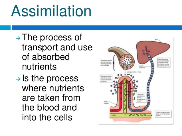 Science: Assimilation of nutrients
