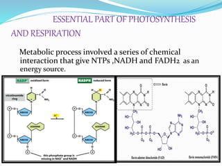 ESSENTIAL PART OF PHOTOSYNTHESIS
AND RESPIRATION
Metabolic process involved a series of chemical
interaction that give NTPs ,NADH and FADH2 as an
energy source.
 